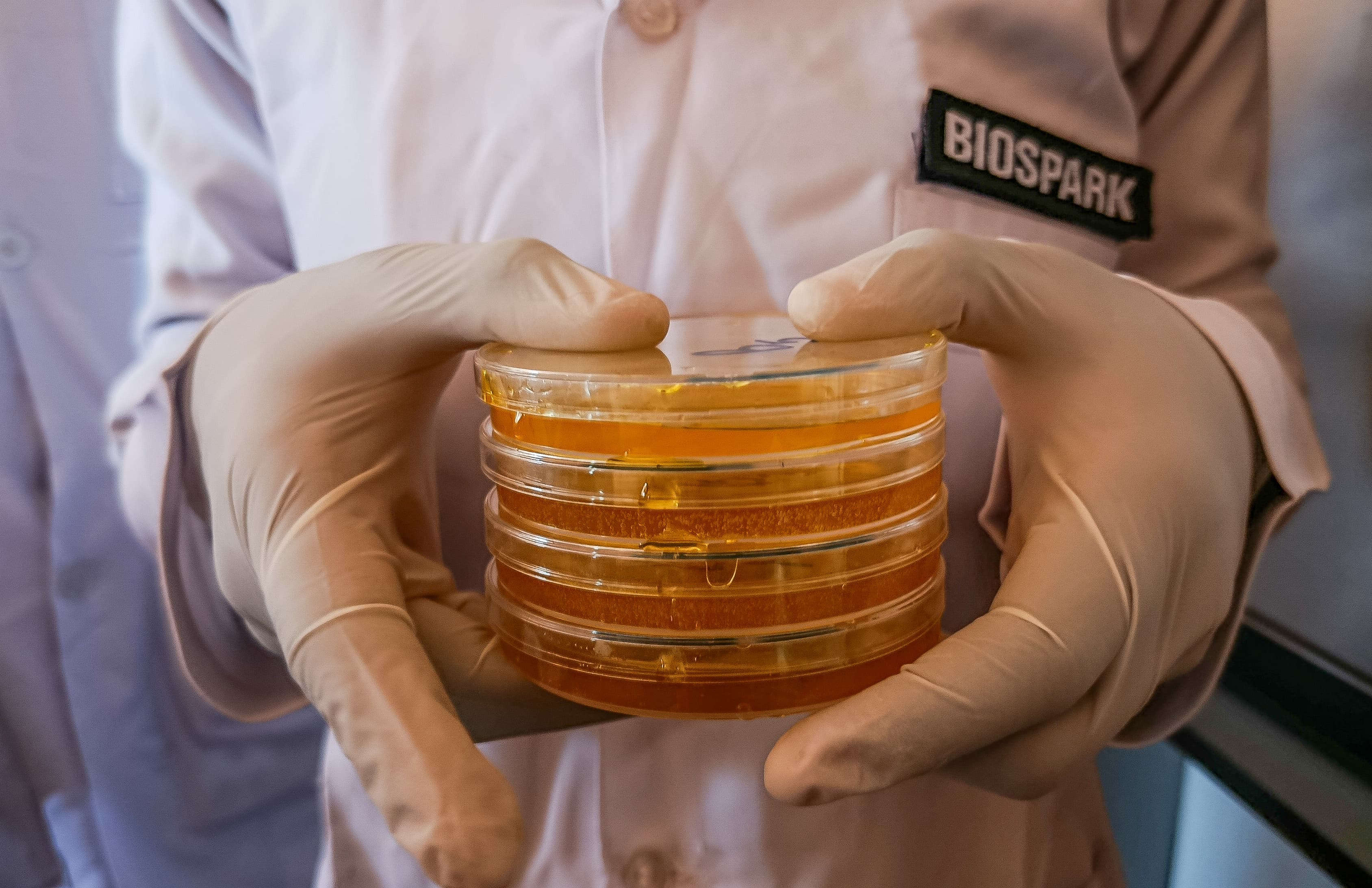 Biospark lab cultures in petri dishes